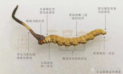 男士三七花茶的功效网 - 网站提供三七花茶功效作用小常识、男士三七花茶的功效是什么