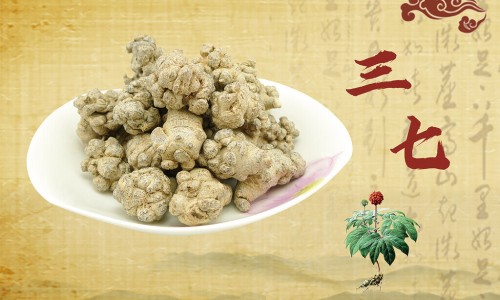 三七对男性养生功效的体现-男士三七花茶的功效网 - 网站提供三七花茶功效作用小常识、男士三七花茶的功效是什么